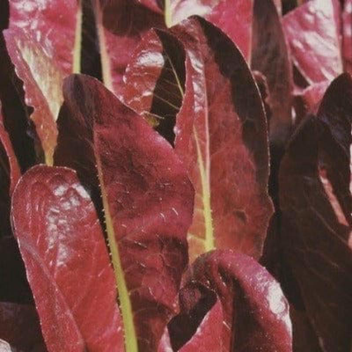 Organic Lettuce Red Romaine 8211 Metchosin Farm Seeds