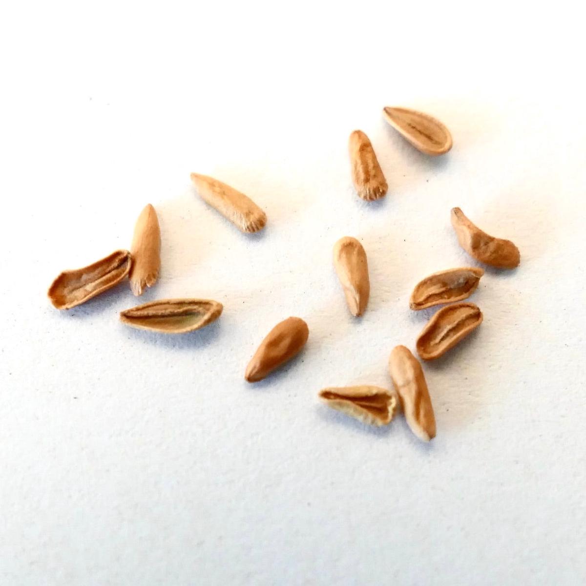 Pachypodium eburneum SEEDS - 10 Seeds