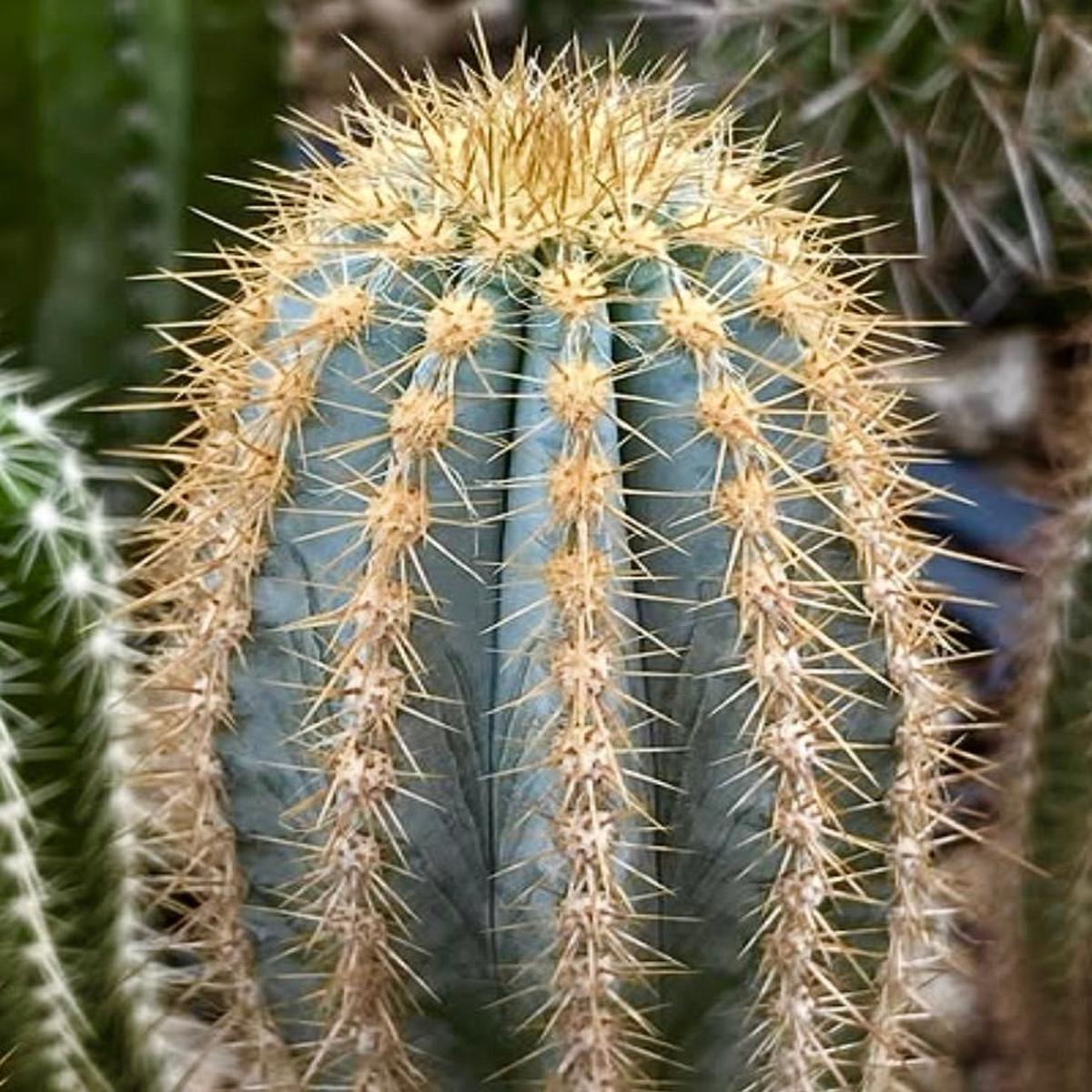 Pilosocereus pernambucoensis SEEDS