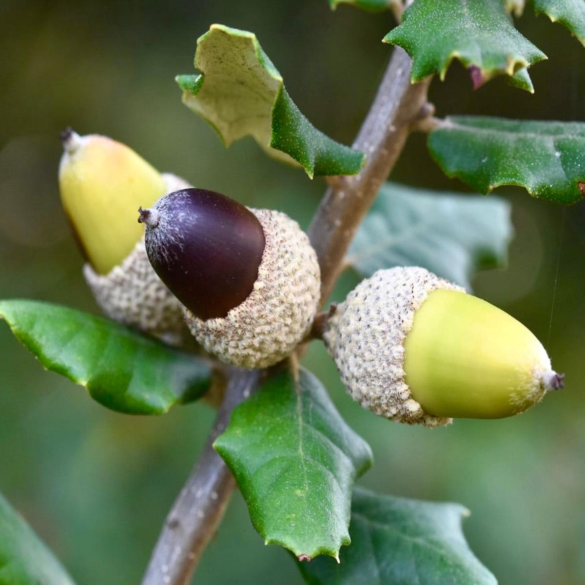Quercus ilex SEEDS - 500 Seeds