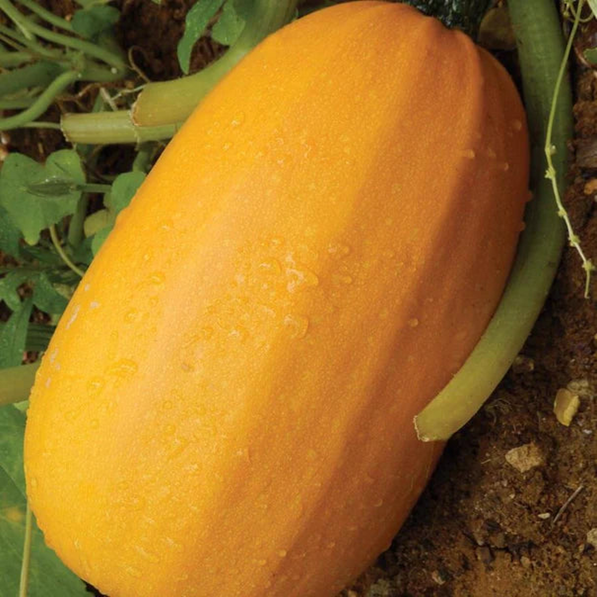 Squash (Winter) - Pinnacle