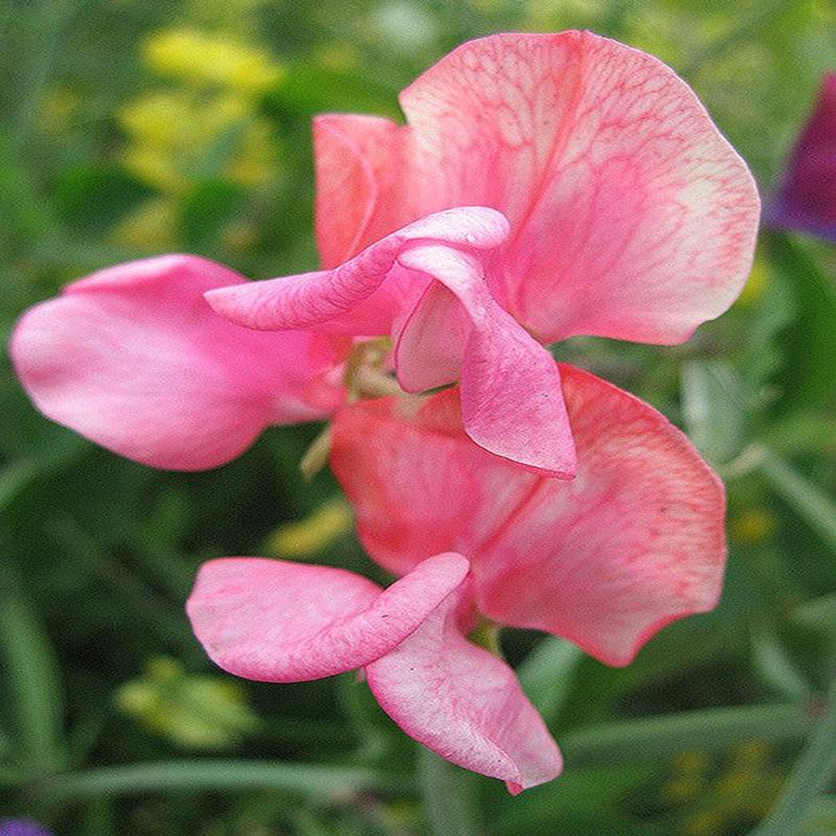 Sweet Pea Miss Wilmott 8211 Pacific Northwest Seeds