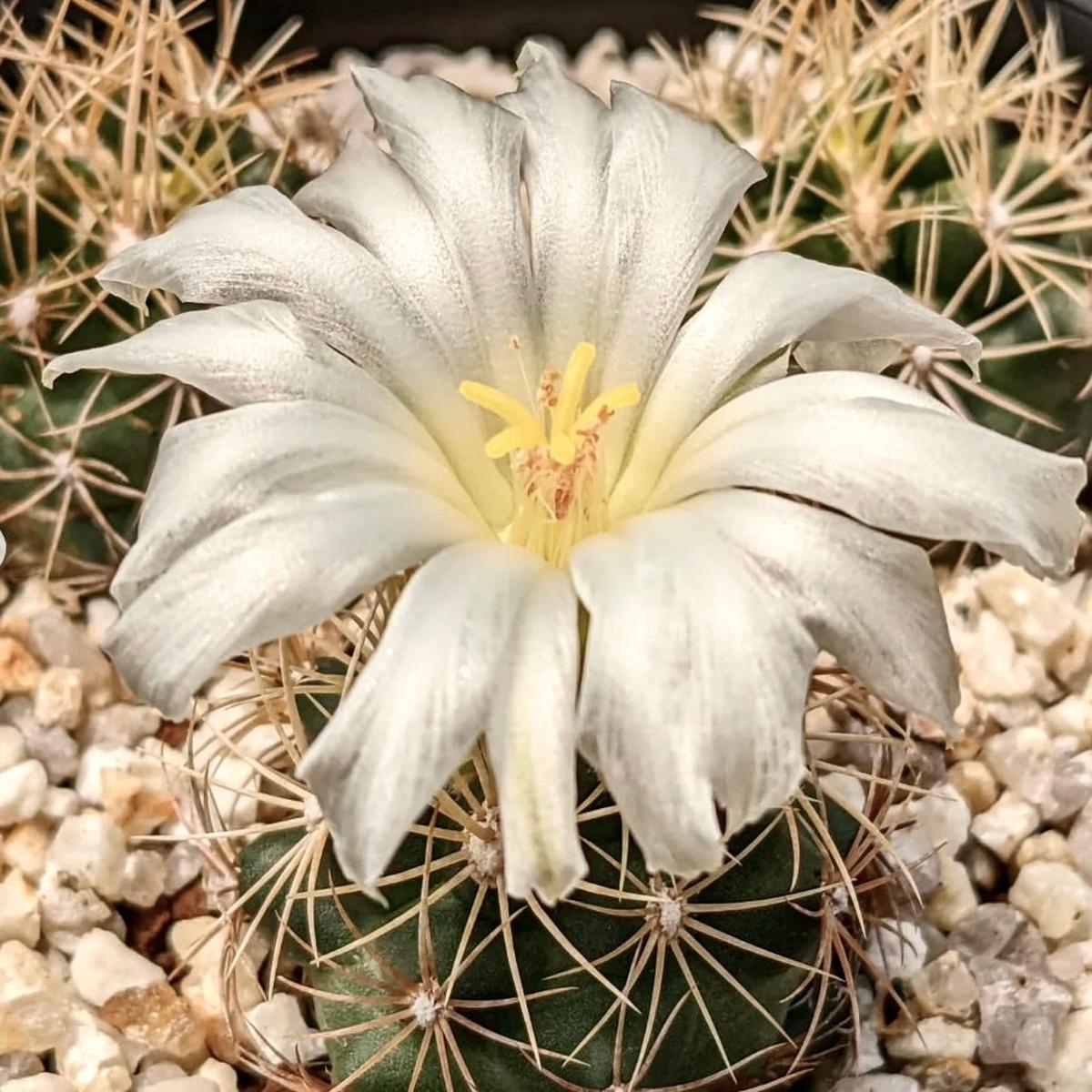 Thelocactus bicolor var. albiflorus SEEDS