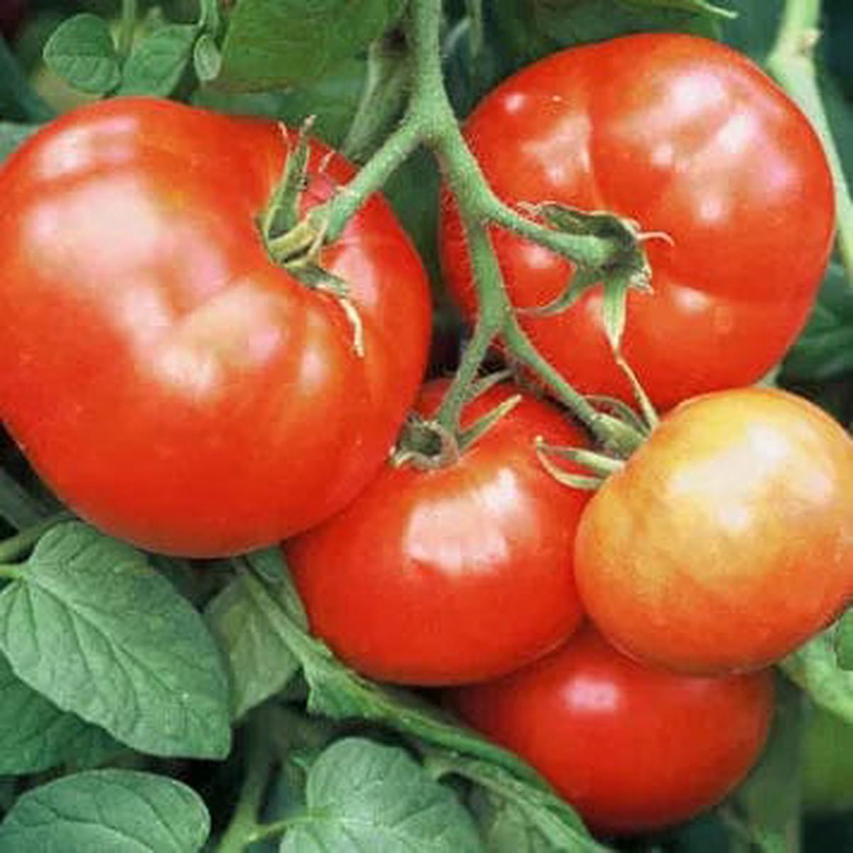 Tomato Siletz - Saanich Organics