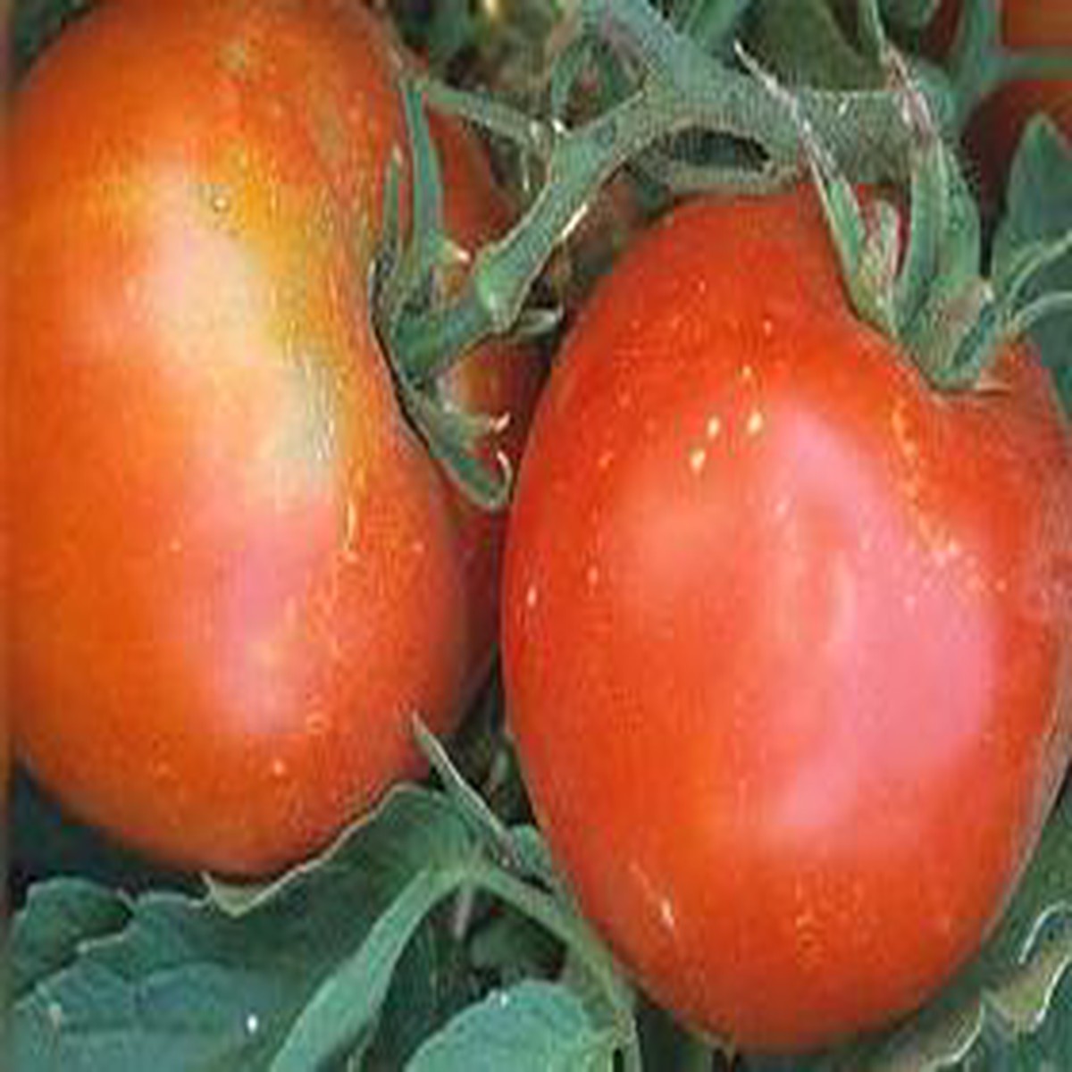 Tropic Tomato - 20 Seeds - Heat Tolerant
