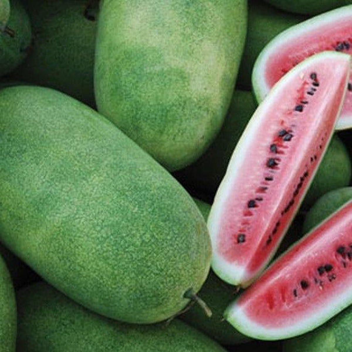 Watermelon Charleston Grey | X 20 seeds