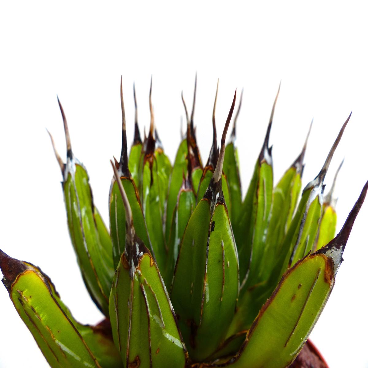 Agave victoriae-reginae forma eborispina SEEDS