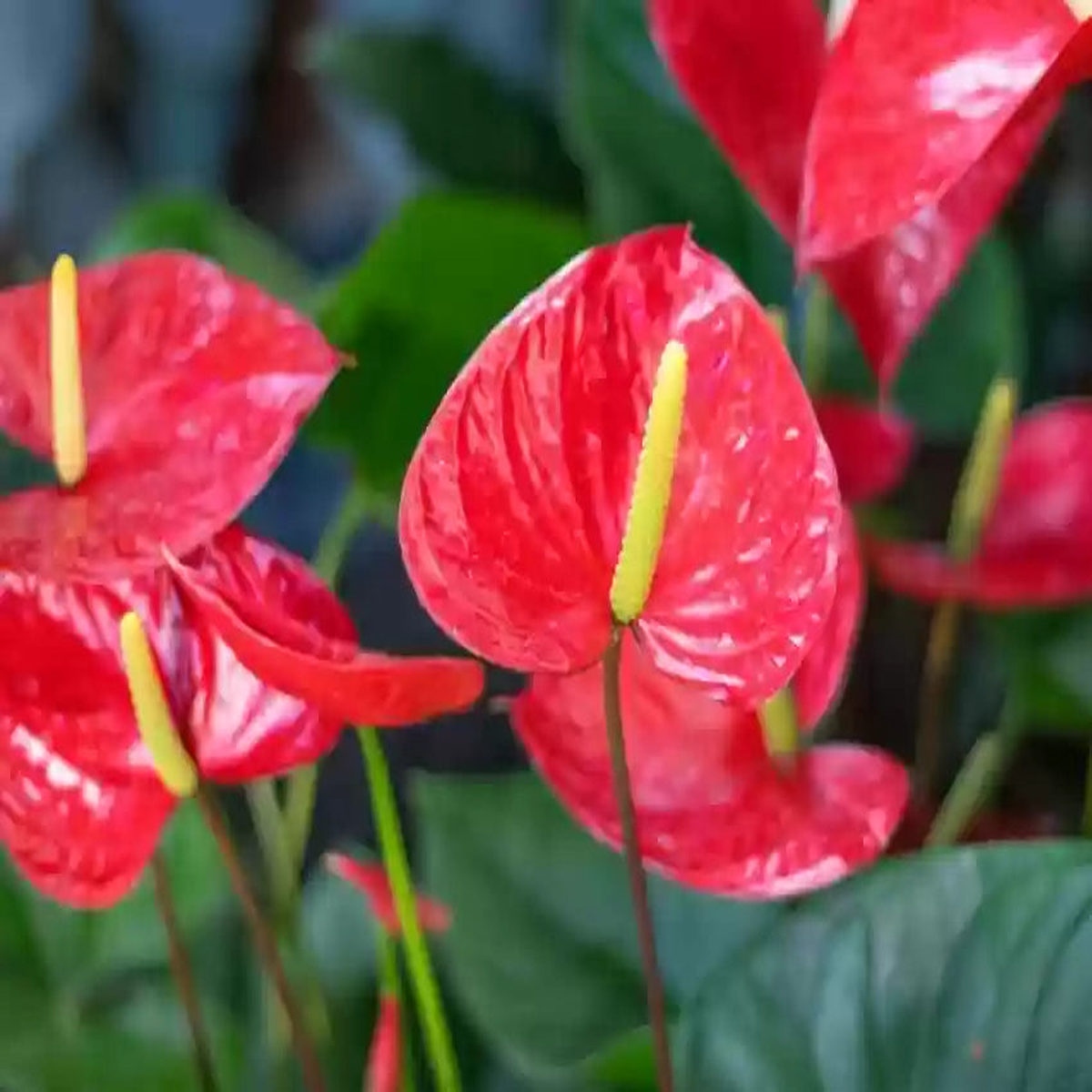 Anthurium Andraeanu Red Seeds for Planting - Vibrant Tropical Flower Seeds