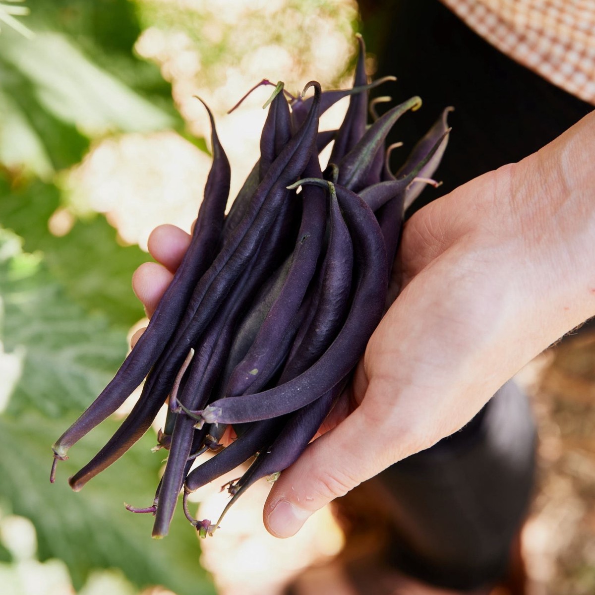 Bean Royal Burgundy Vegetable | X 20 Seeds