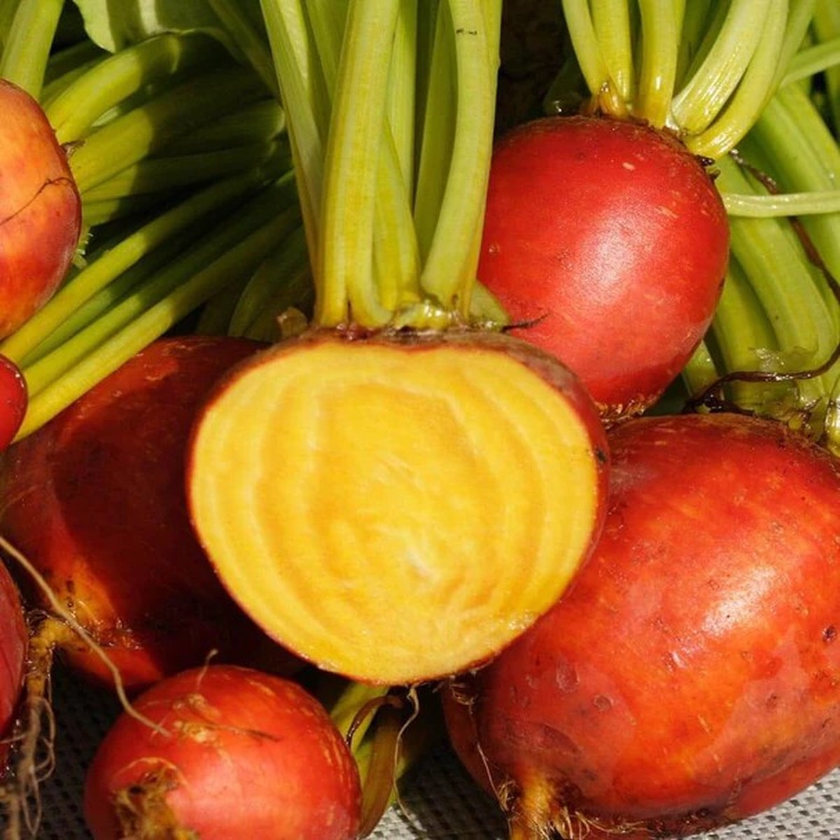 Beets - Touchstone Gold