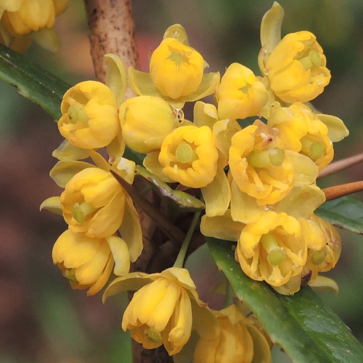Berberis julianae SEEDS
