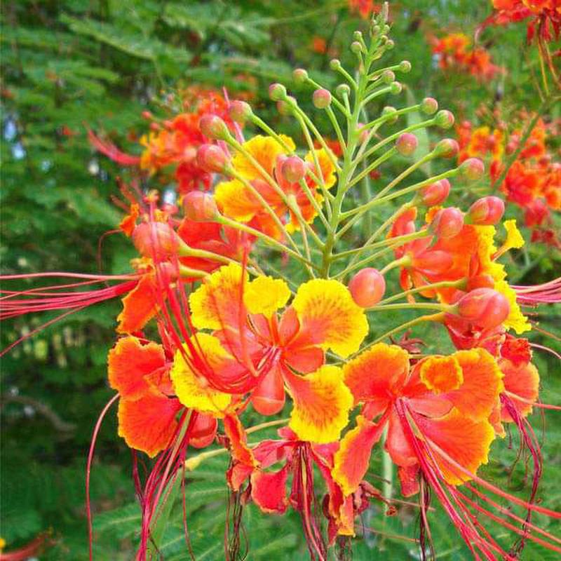 Caesalpinia Pulcherrima, Peacock Flower, Red Bird of Paradise - 0.5 kg Seeds