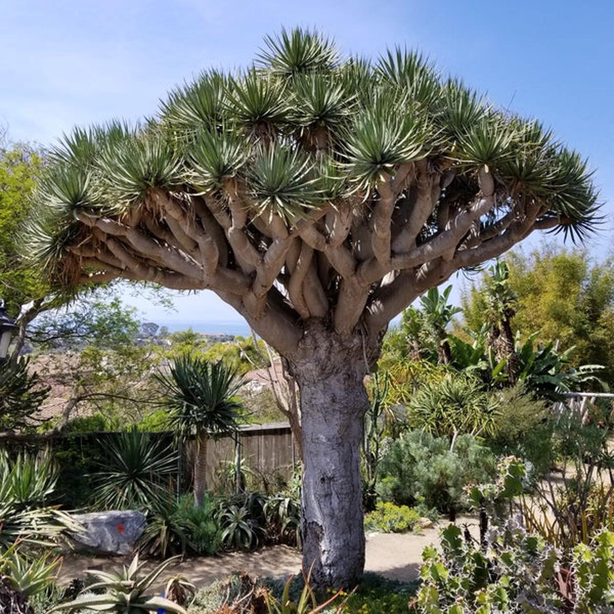 Dracaena draco - Canary Islands dragon tree - Exotic Tree - 5 Seeds