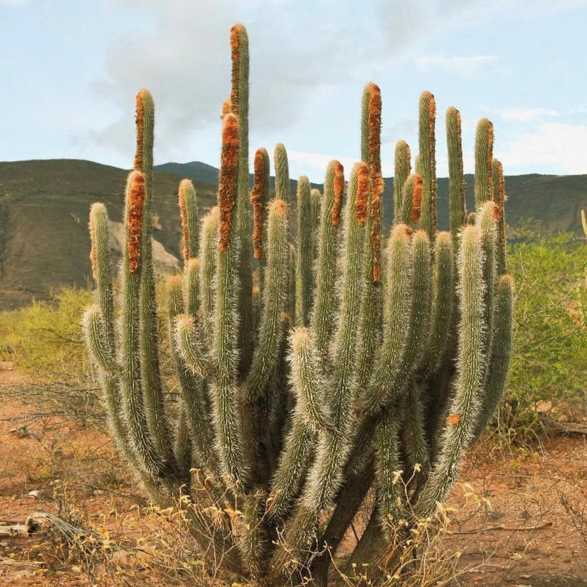 Espostoa mirabilis SEEDS