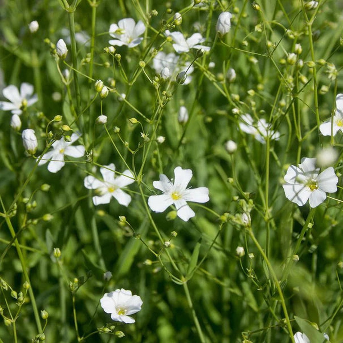 Gypsophila - Baby's Breath