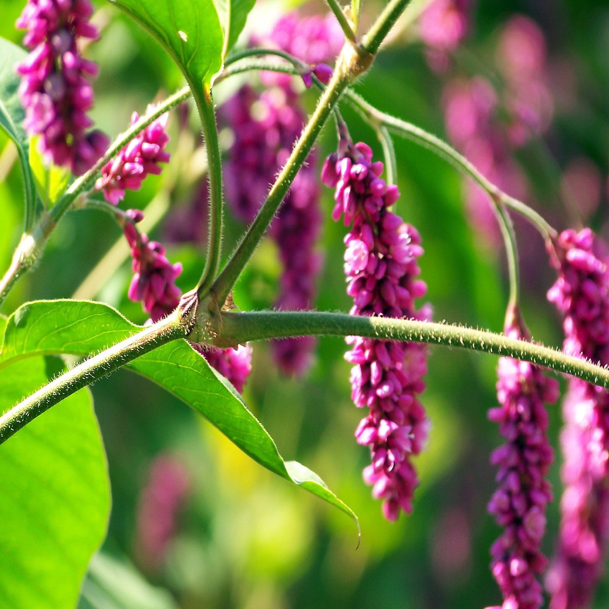 Kiss Me Over The Garden Gate 50 Seeds -Polygonum