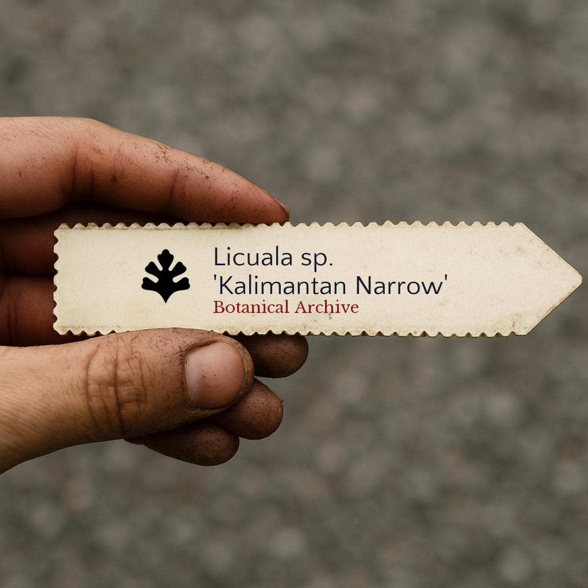 Licuala sp. 'Kalimantan Narrow' SEEDS
