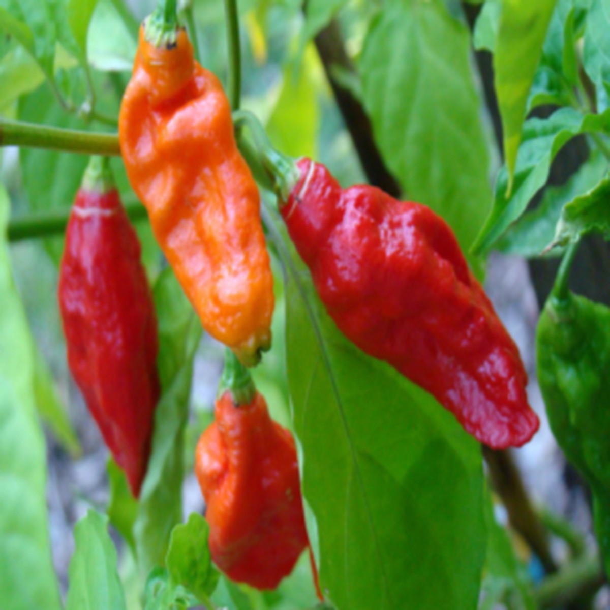 Organic red 'Bhut Jolokia' hot pepper