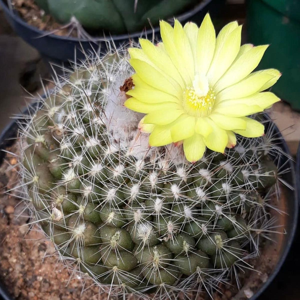 Parodia formosa FR735 SEEDS