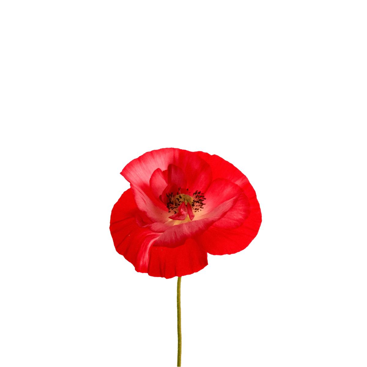 Poppies Flanders Seeds | West Coast Seeds