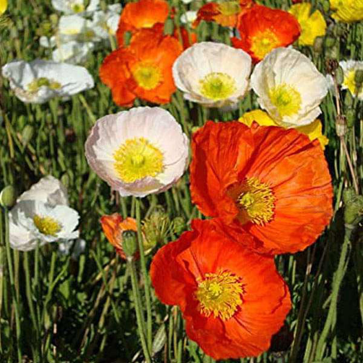 Poppy Iceland Nudicale Mixed Color - Flower Seeds - Default Title