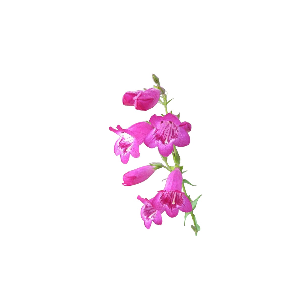 Sensation Mixed Penstemon Seeds | OSC Seeds