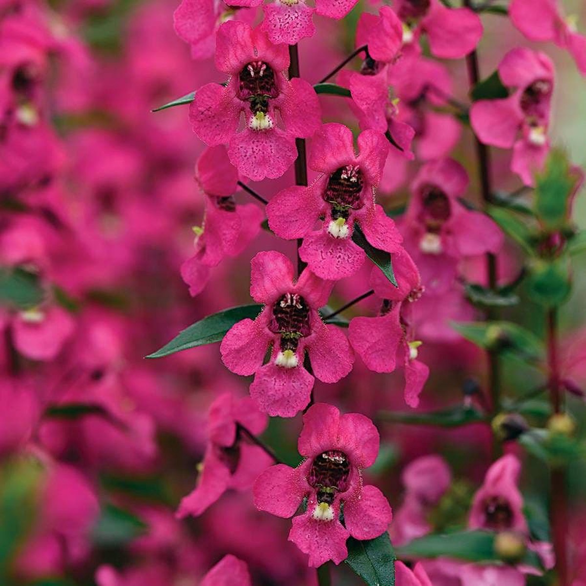 Serena Rose Angelonia Seeds