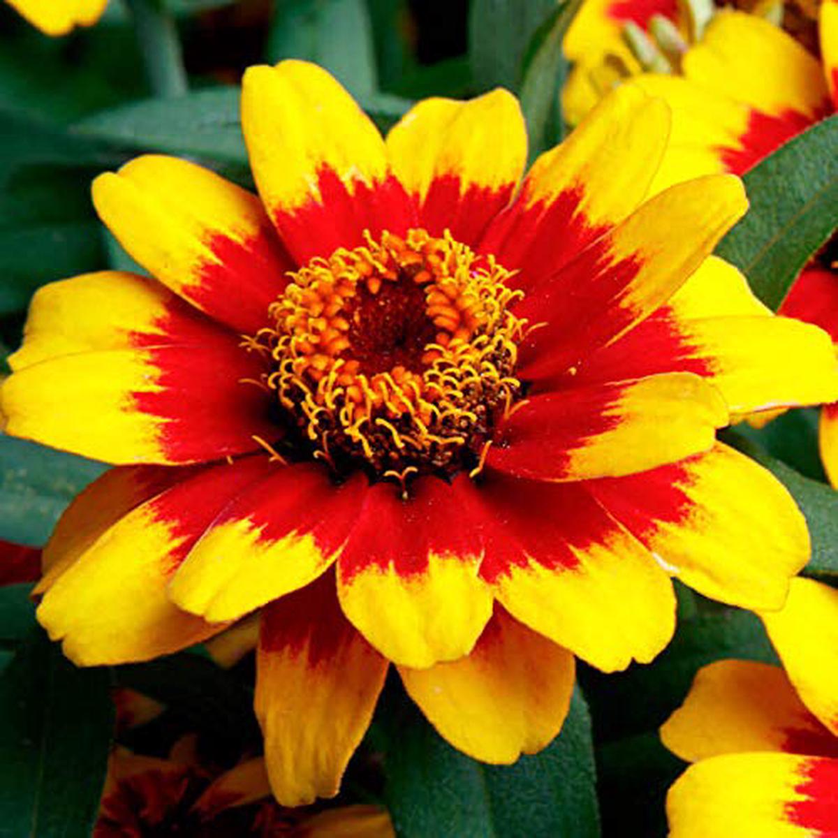 Yellow Profusion Flower Planting Seeds