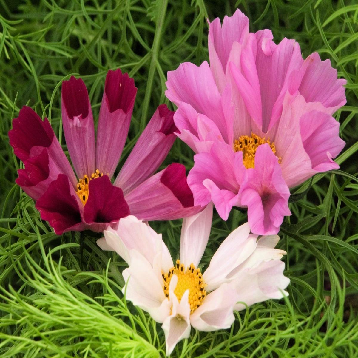 200 COSMOS SEA SHELLS Cosmos Bipinnatus Seashells Flower Seeds