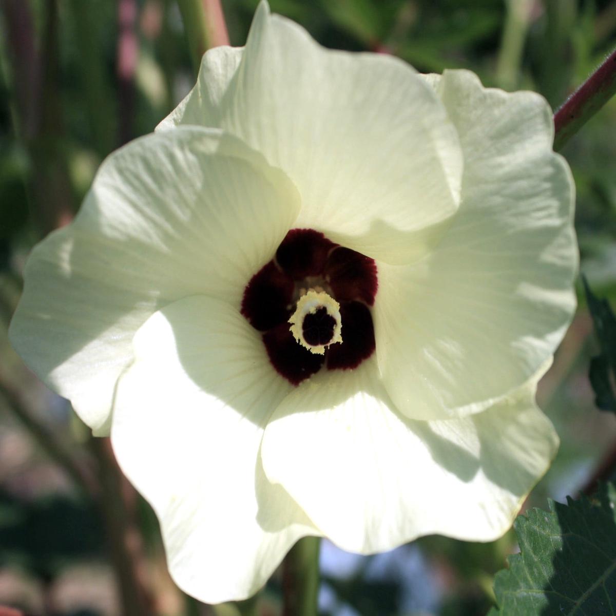 Abelmoschus esculentus cv CLEMSON SPINELESS SEEDS