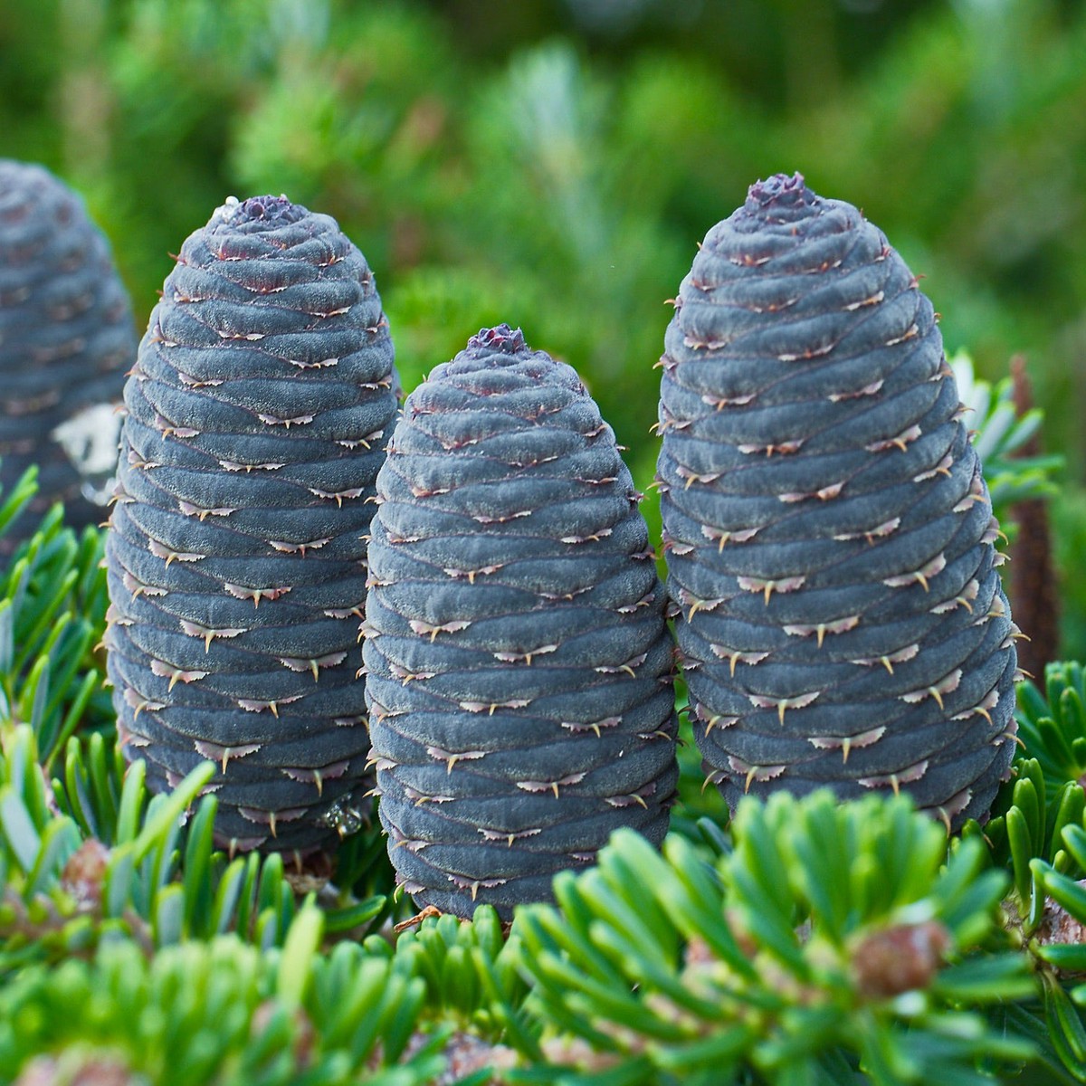 Abies alba SEEDS