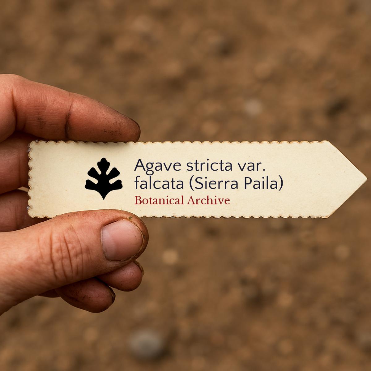 Agave stricta var. falcata (Sierra Paila) SEEDS