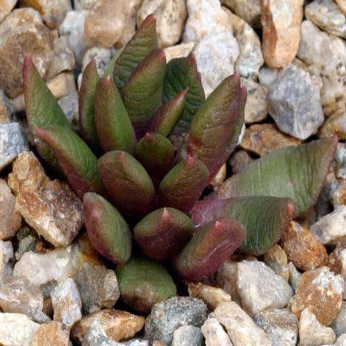 Anacampseros Lanceolata - Indigenous South African Succulent - 10 Seeds