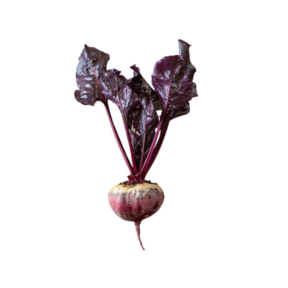 Beet Bull's Blood Seeds | West Coast Seeds