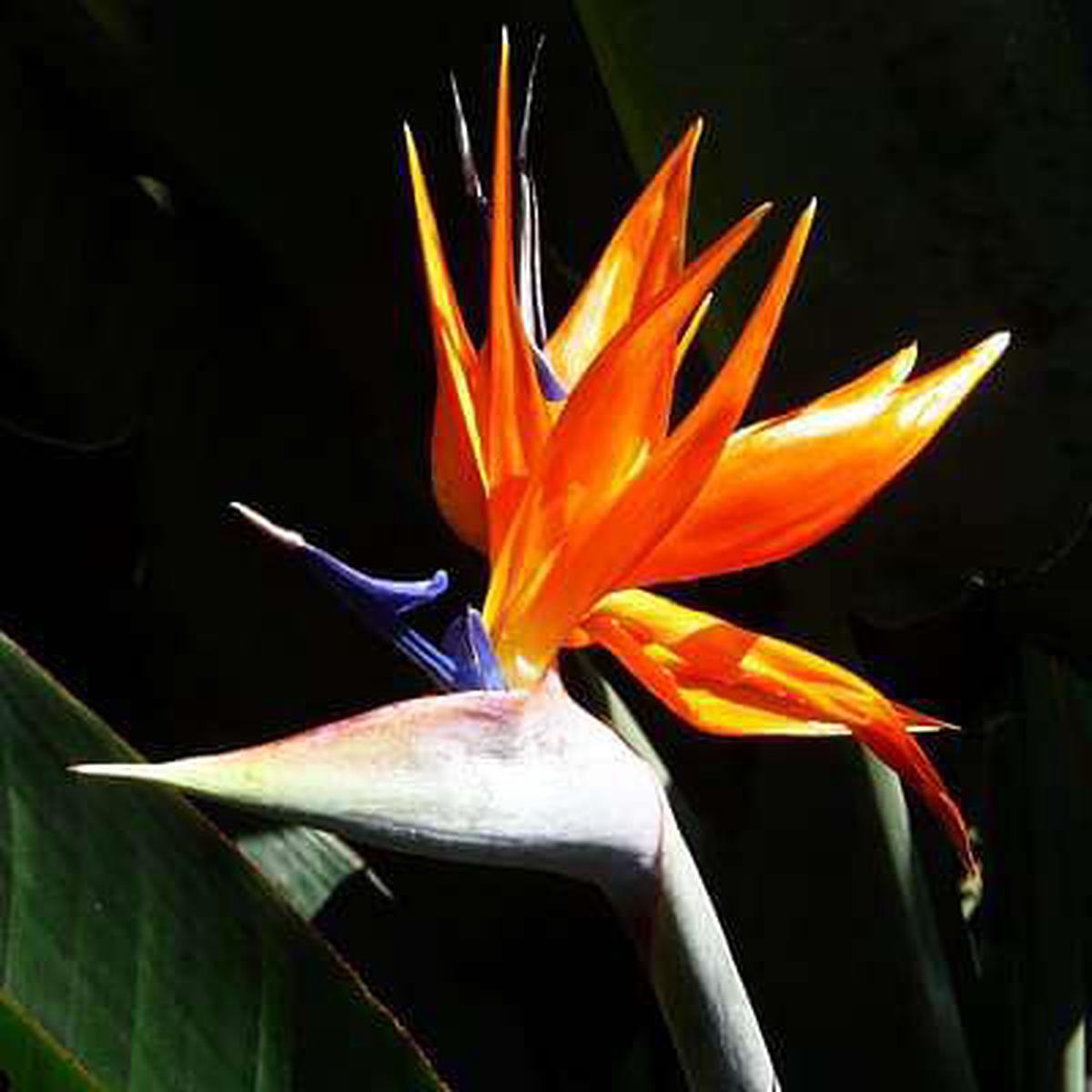Bird of Paradise - 10 Seeds - Default Title