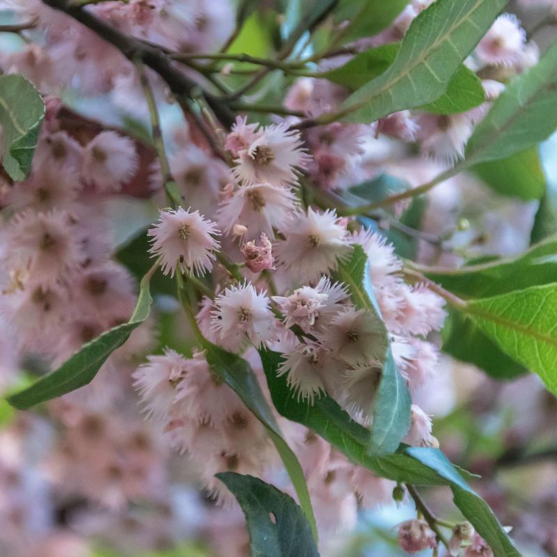 Blueberry Ash Elaeocarpus reticulatus Australian Native | X 10 Seeds