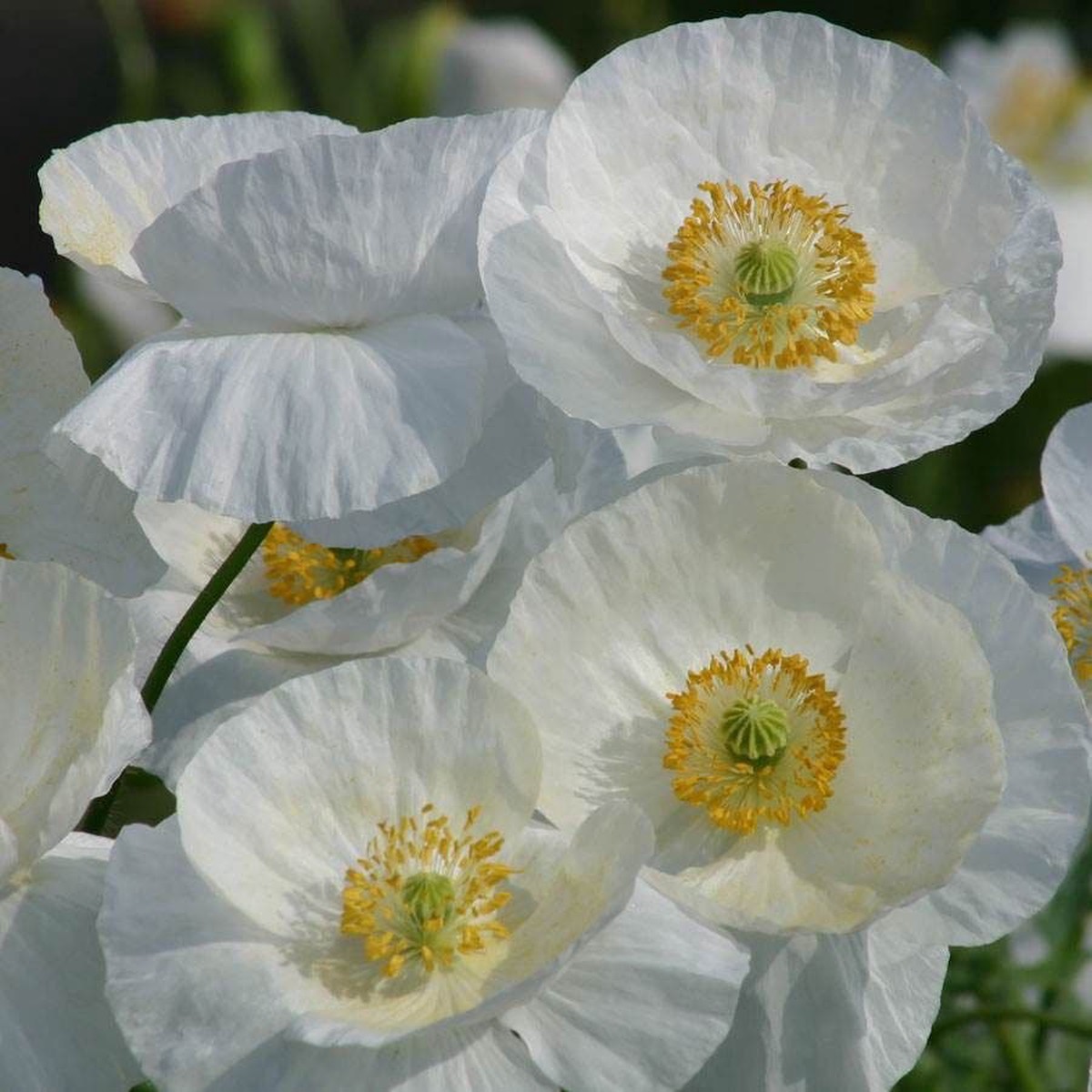 Bridal Silk Poppy Seeds