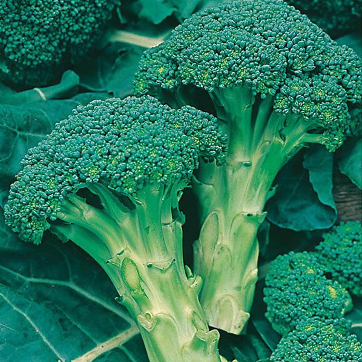 Broccoli Green Sprouting - Mr. Fothergill's Seeds