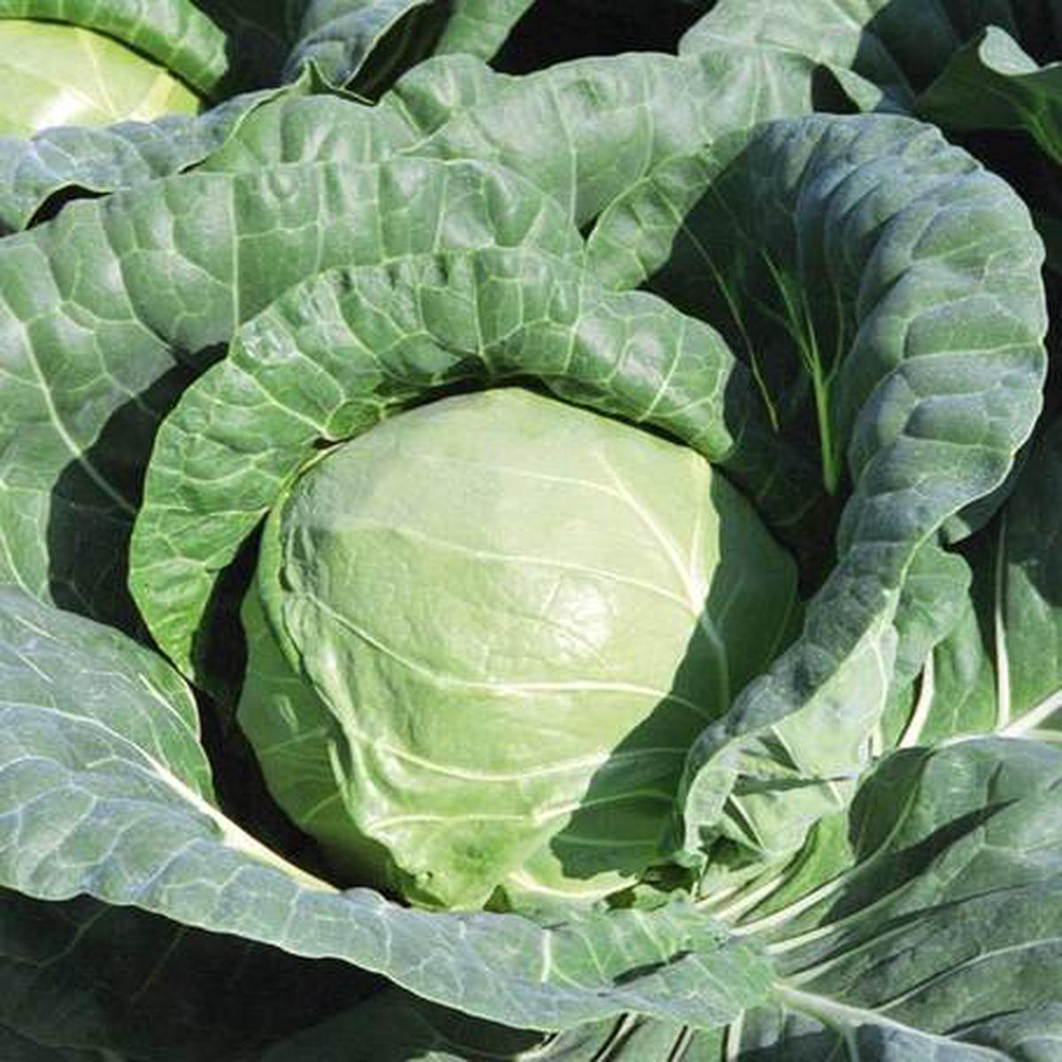 Cabbage 8211 Tiara F1 (Coated)
