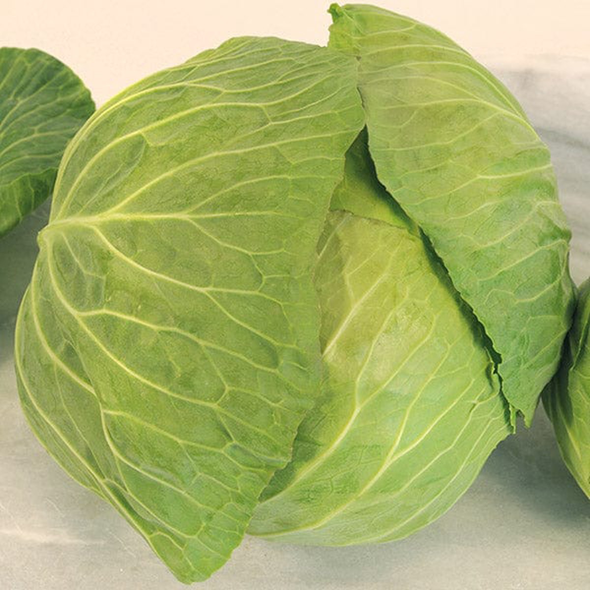 Cabbage Cabbice F1 - Mr. Fothergill's Seeds