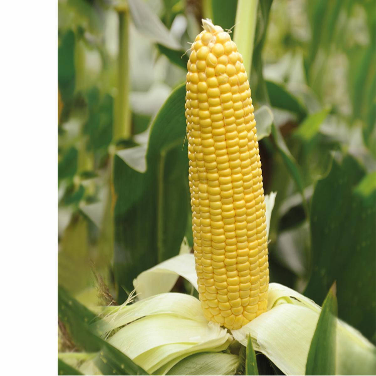 Caramelo F1 Sweetcorn - Heirloom Vegetable - 10 Seeds