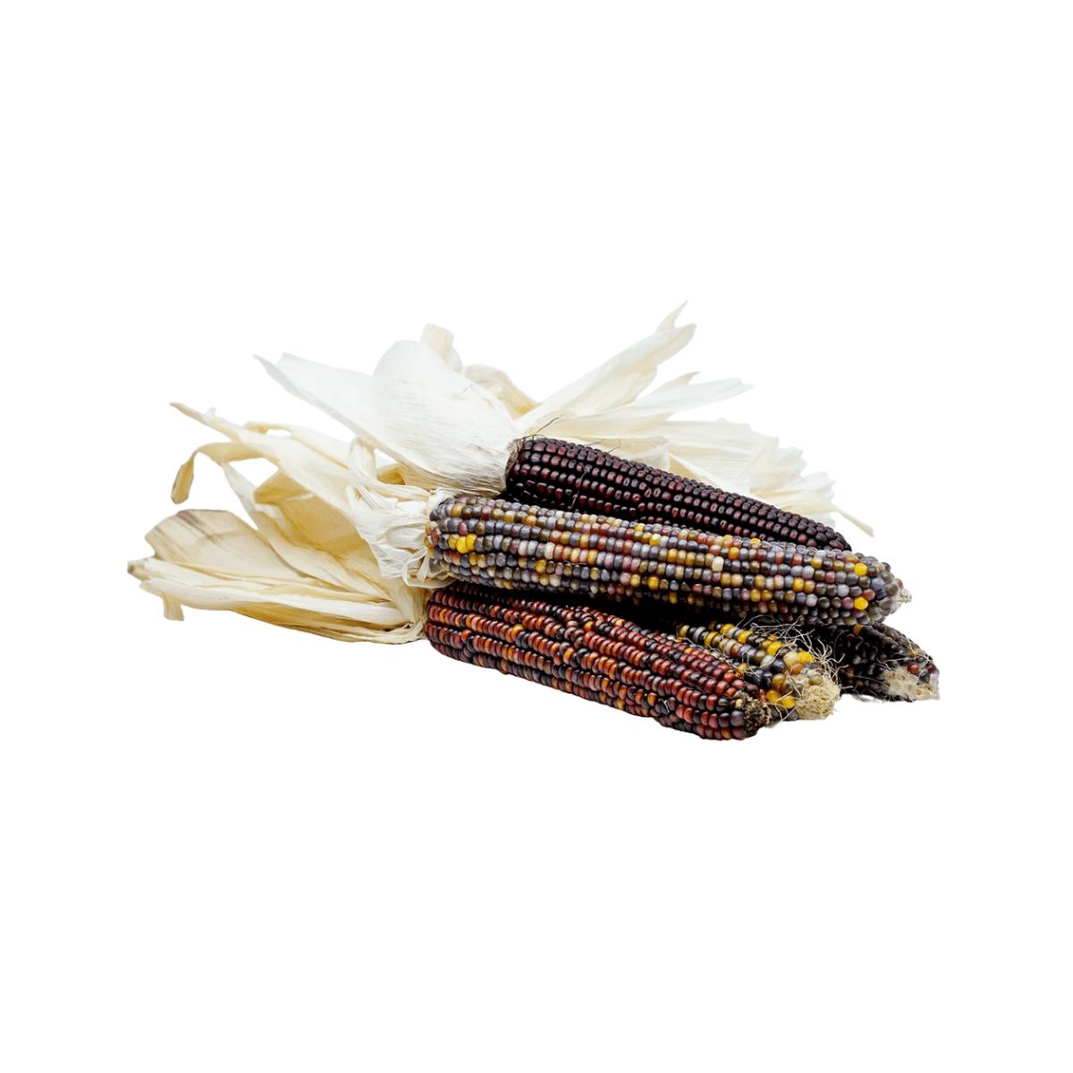 Corn Mixed Colours Ornamental Seeds | OSC Seeds