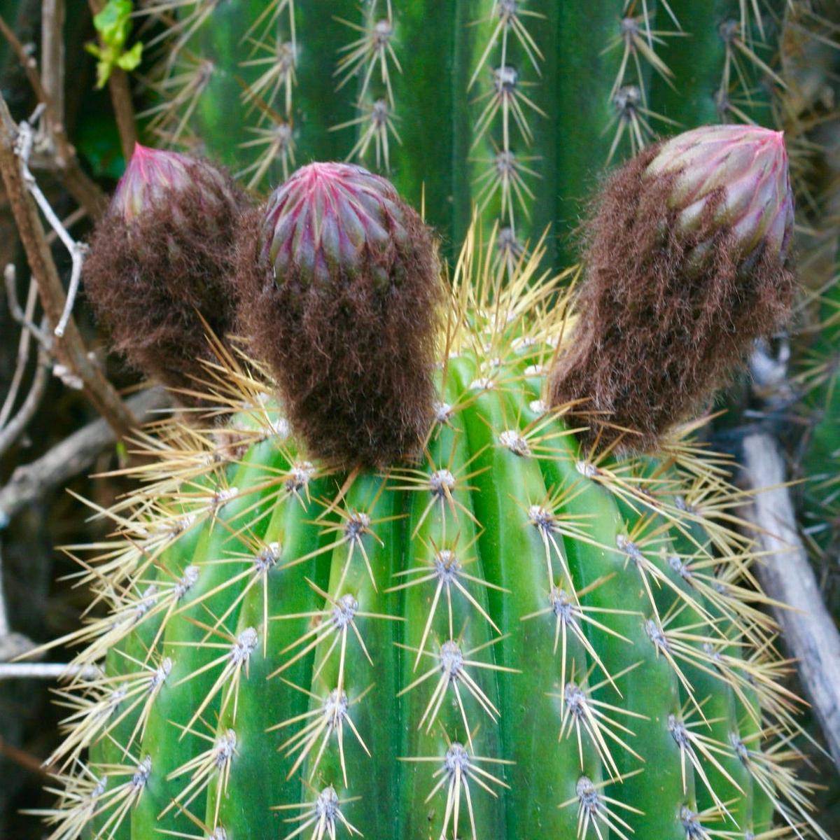 Echinopsis cochabambensis SEEDS
