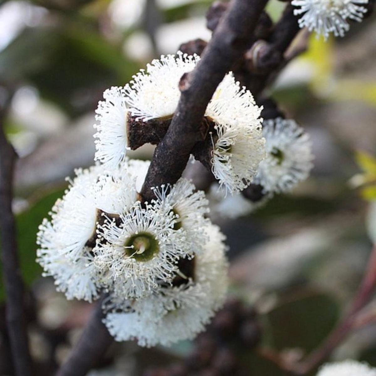 Eucalyptus alpina SEEDS