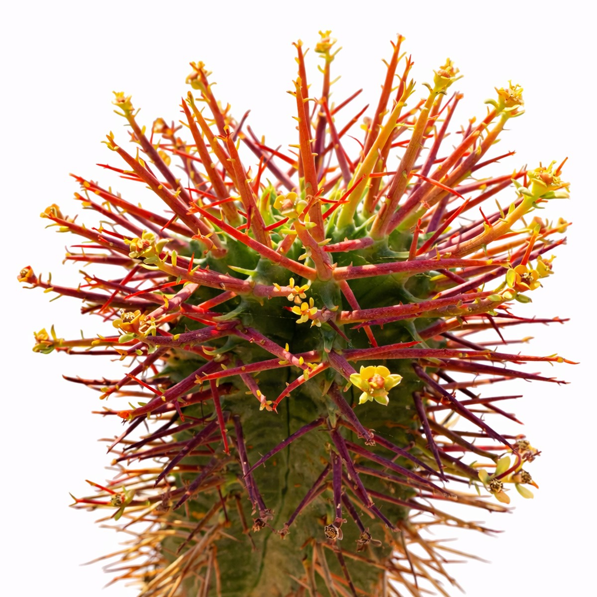 Euphorbia horrida var. noordveldensis SEEDS