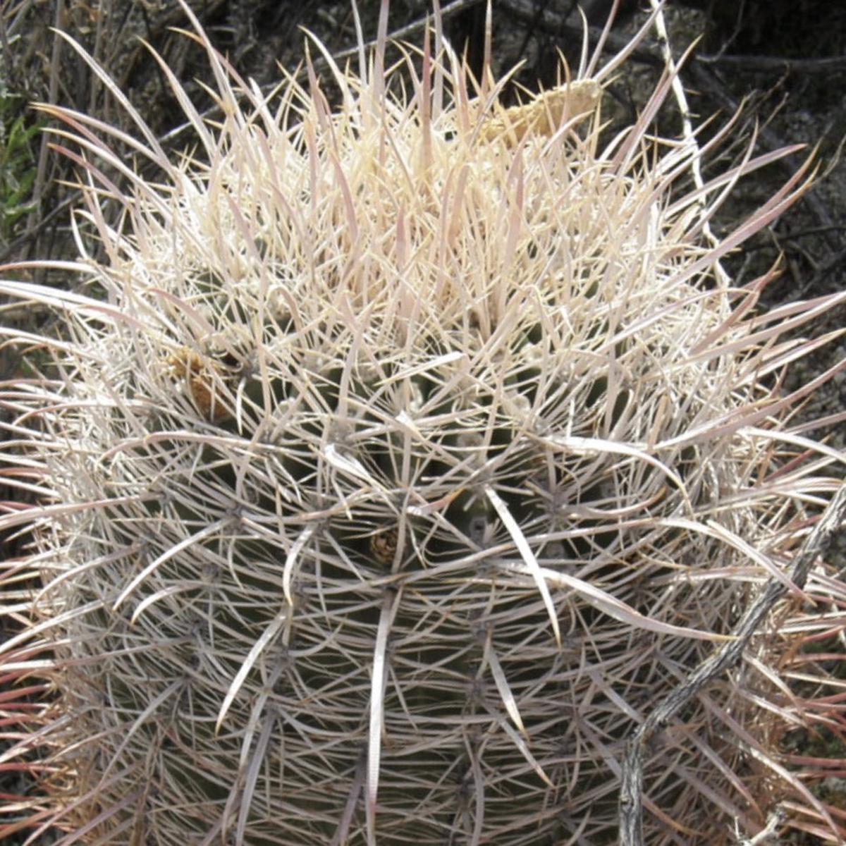 Ferocactus acanthodes var albispinus SEEDS