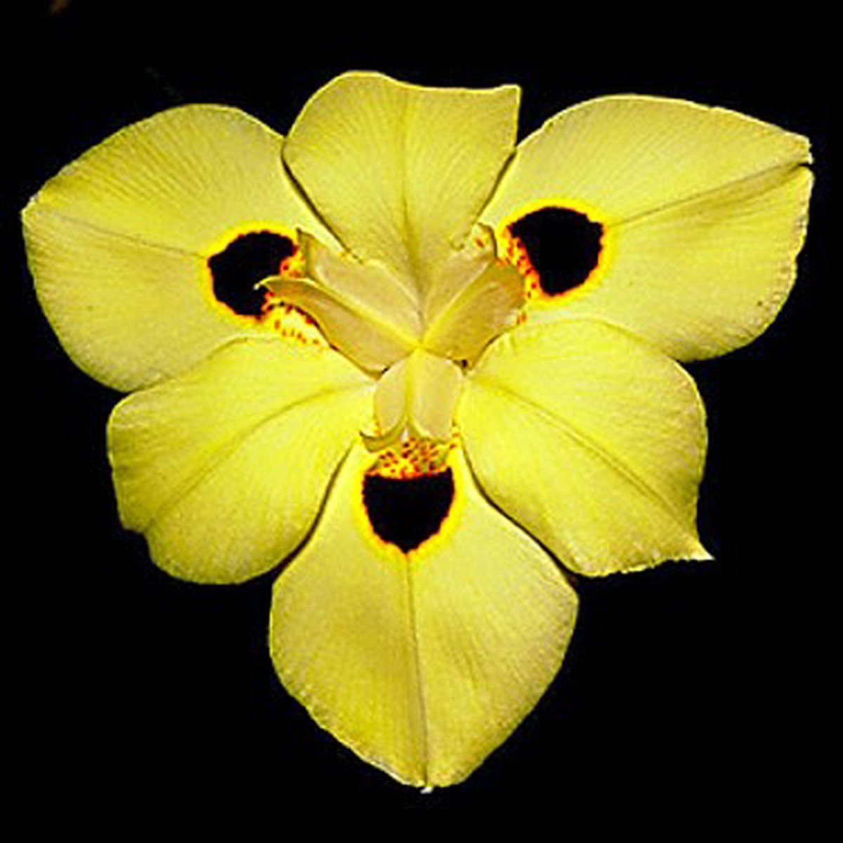 Fortnight Iris 15 Seeds - Moraea - Tropical