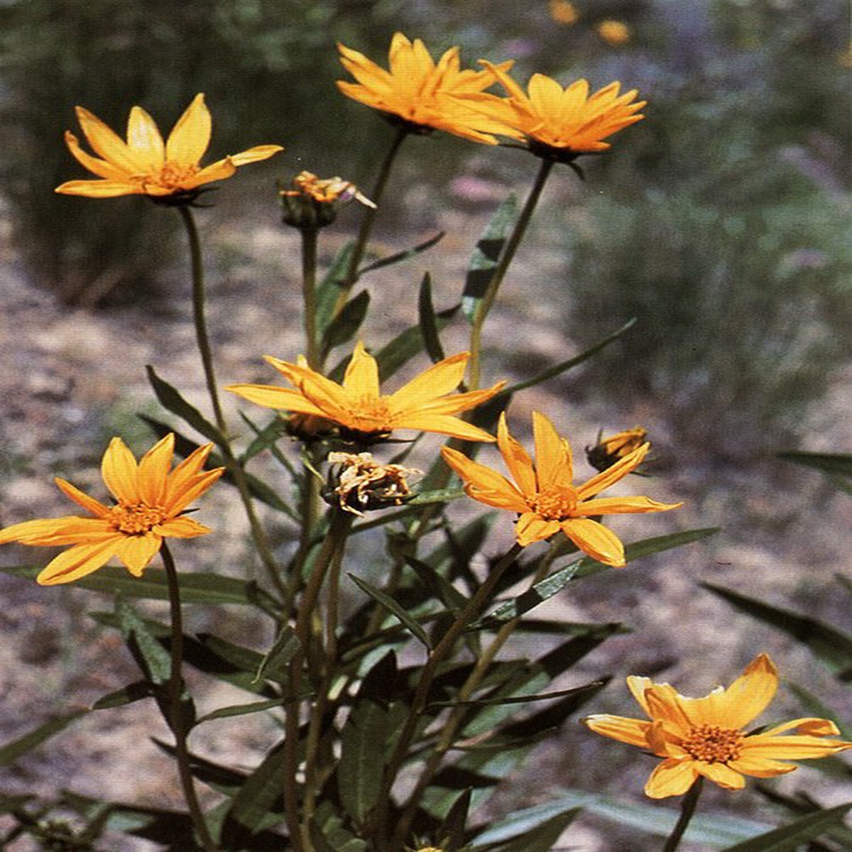 Helianthus nuttallii Seeds Marsh Sunflower Wildflower, 40 Non-GMO Perennial Seeds, Pollinator-Friendly Native Plant for Wet Gardens