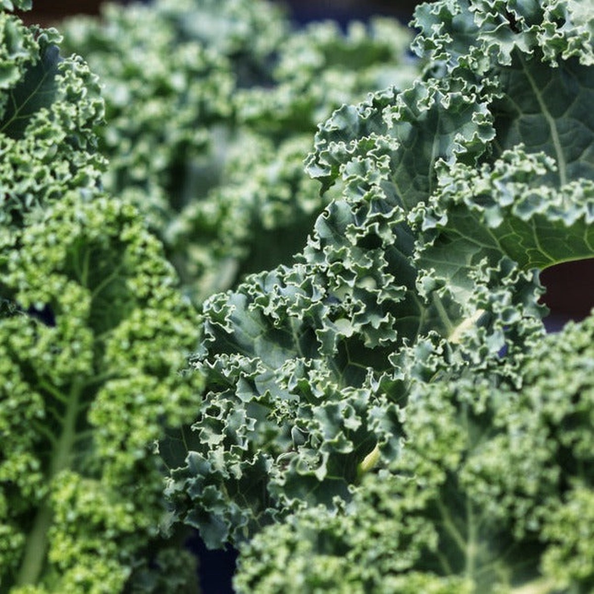Kale Dwarf Blue Curled Vegetable | X 100 seeds