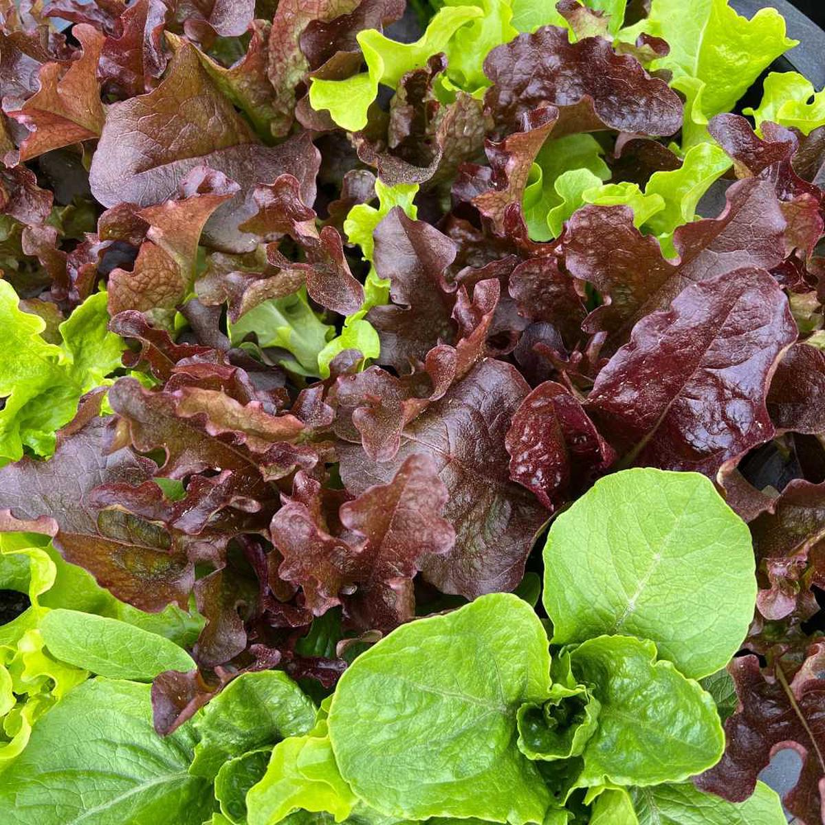 Lettuce, Allstar Gourmet Mix